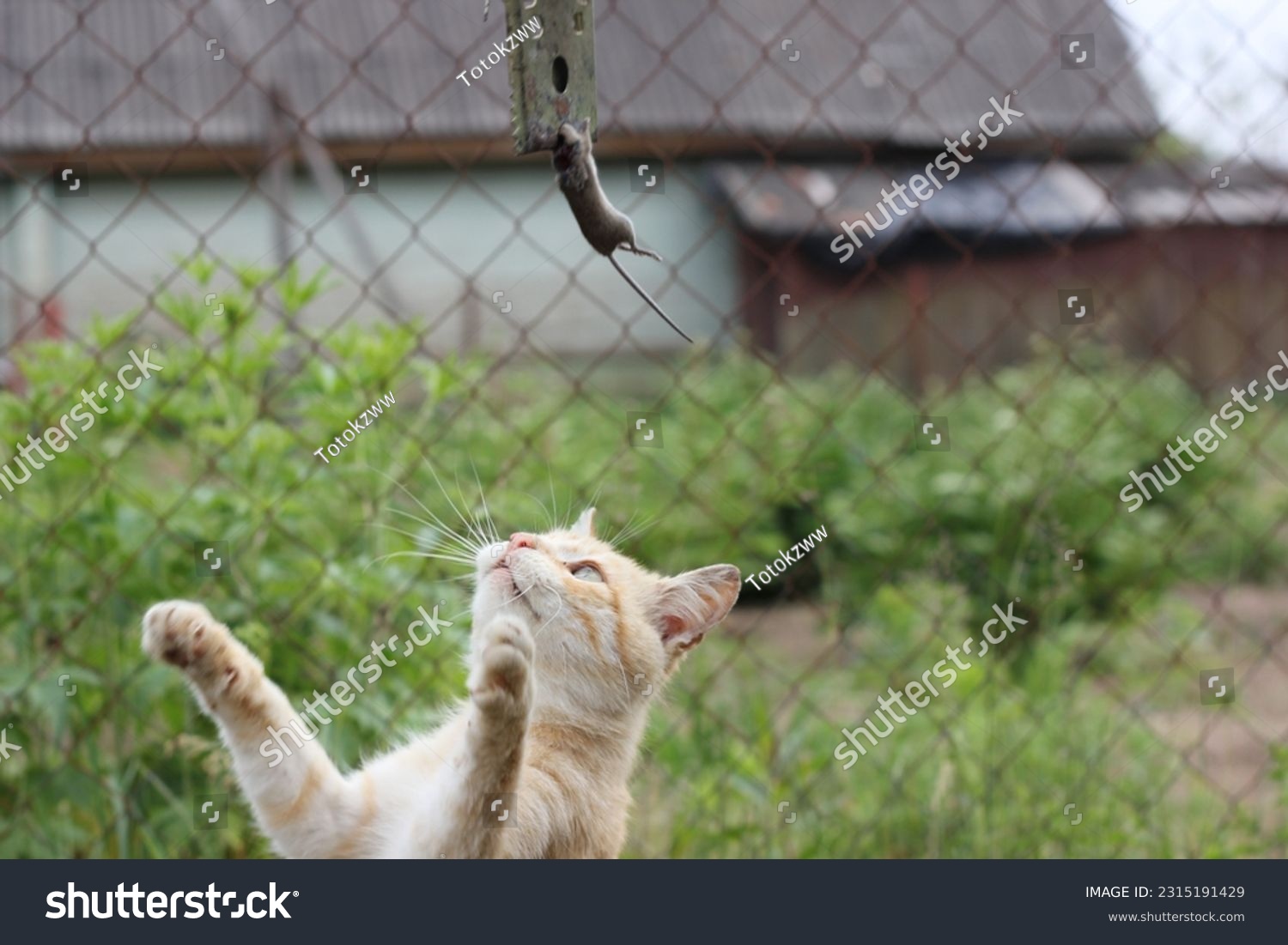 A cat with mouse mousetrap #2315191429