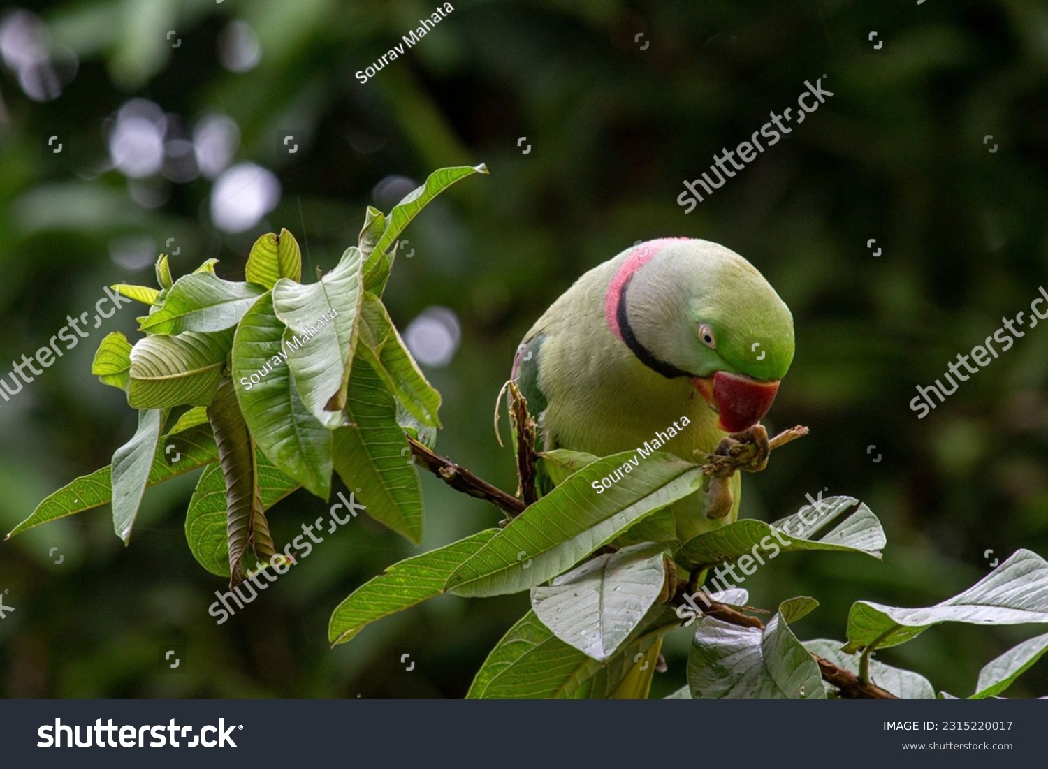 Indian Parrot Sitting on a Guava Tree  #2315220017