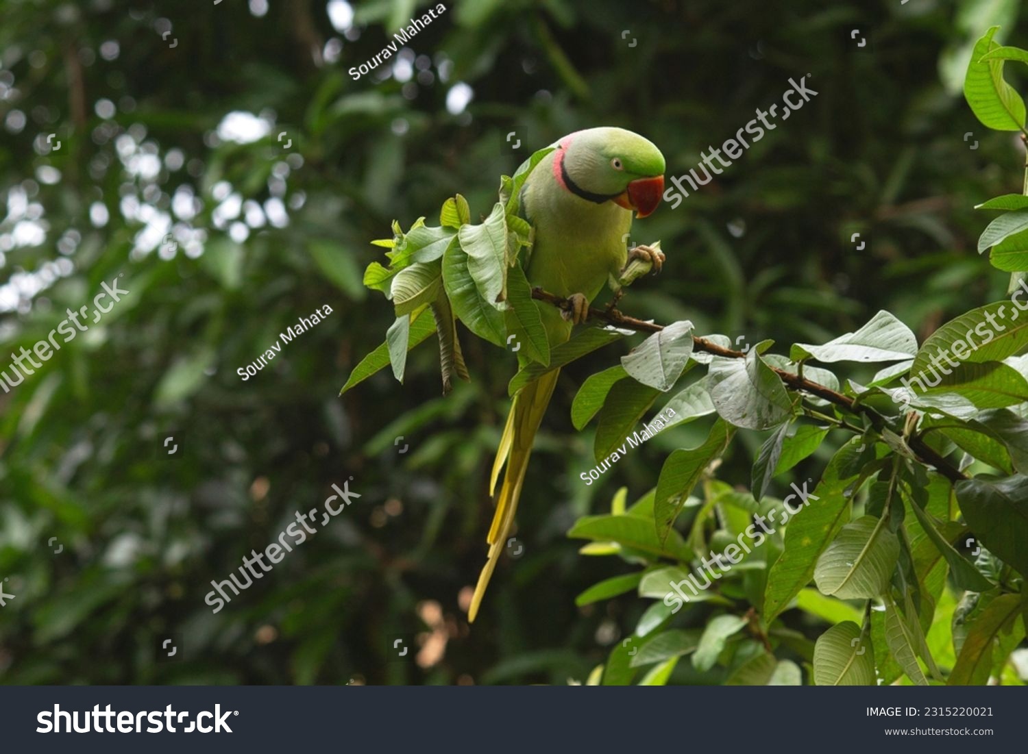 Indian Parrot Sitting on a Guava Tree  #2315220021