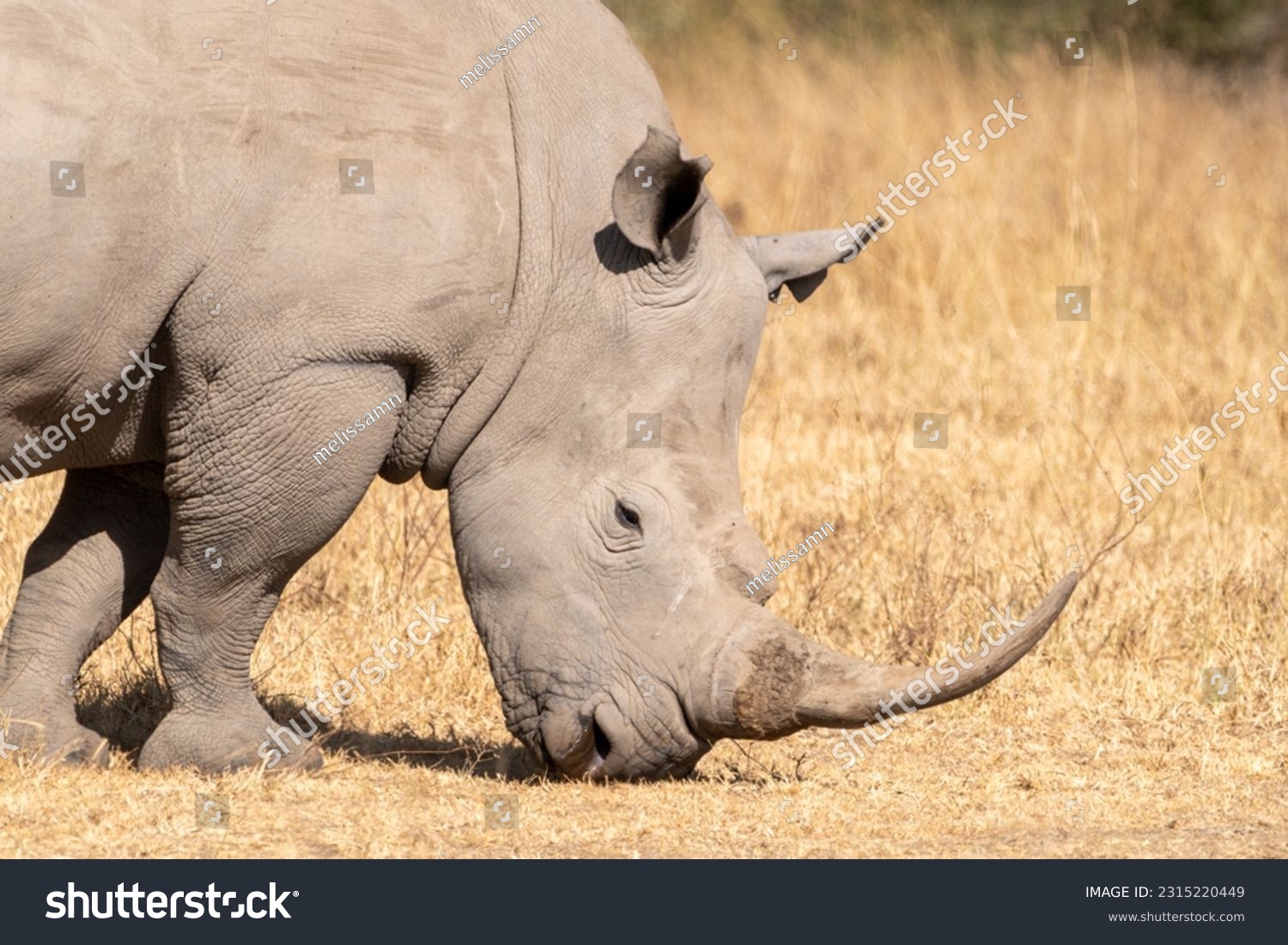 Rhinoceros walks in the grassland of Lake Nakuru National Park Kenya Africa #2315220449