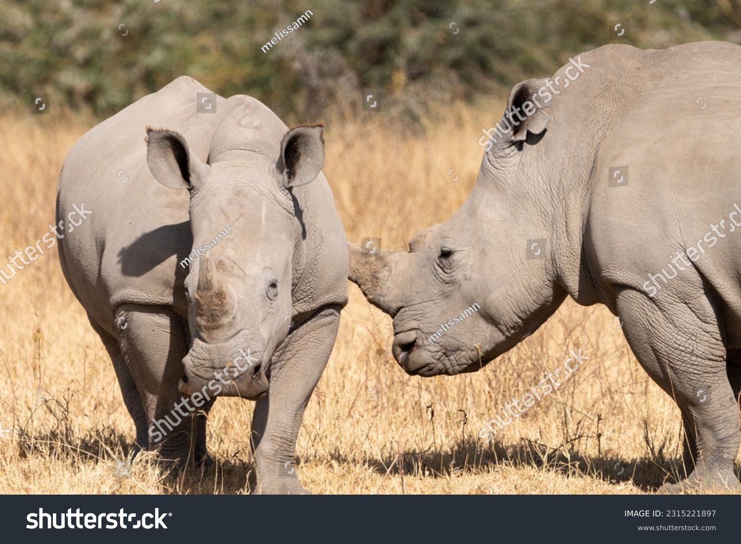 Two rhinoceros walk in the grassland of Lake Nakuru National Park Kenya Africa #2315221897