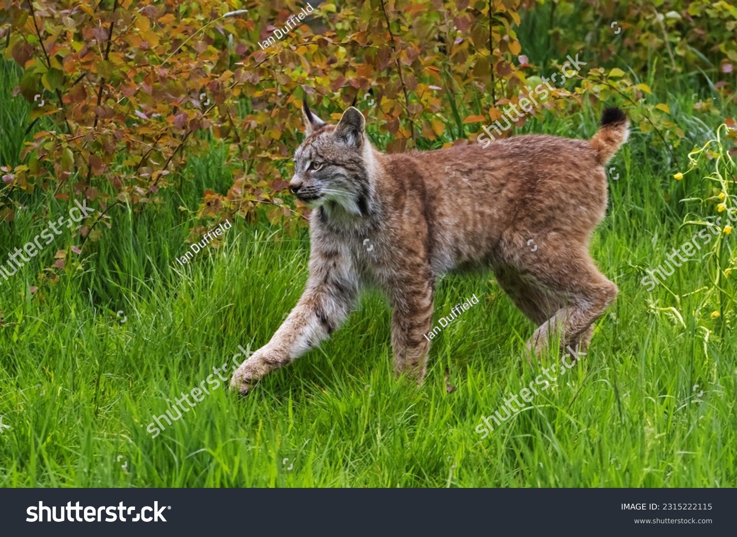 Eurasian Lynx o=prowling on the edge of woodland #2315222115