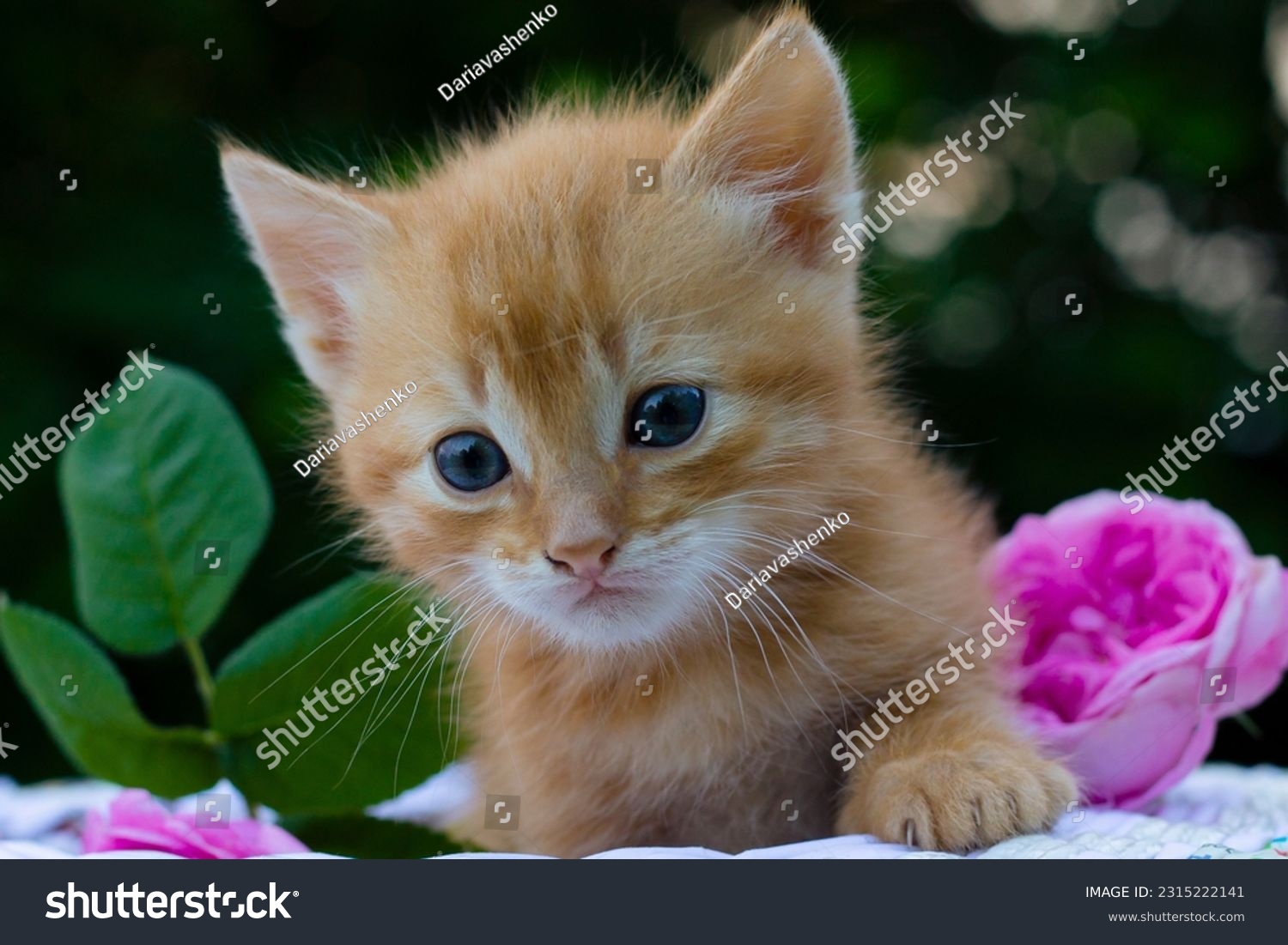 red kitten and roses, kitten and flowers #2315222141