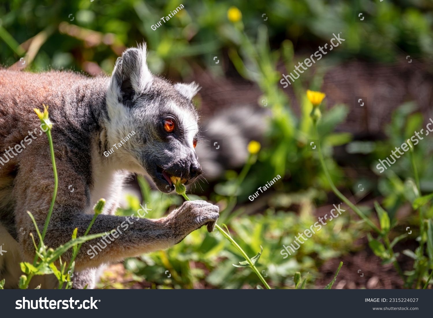 Ring-tailed lemur (Lemur Catta) sitting on a background of green grass and yellow flowers in Safari Ramat Gan, Israel. #2315224027