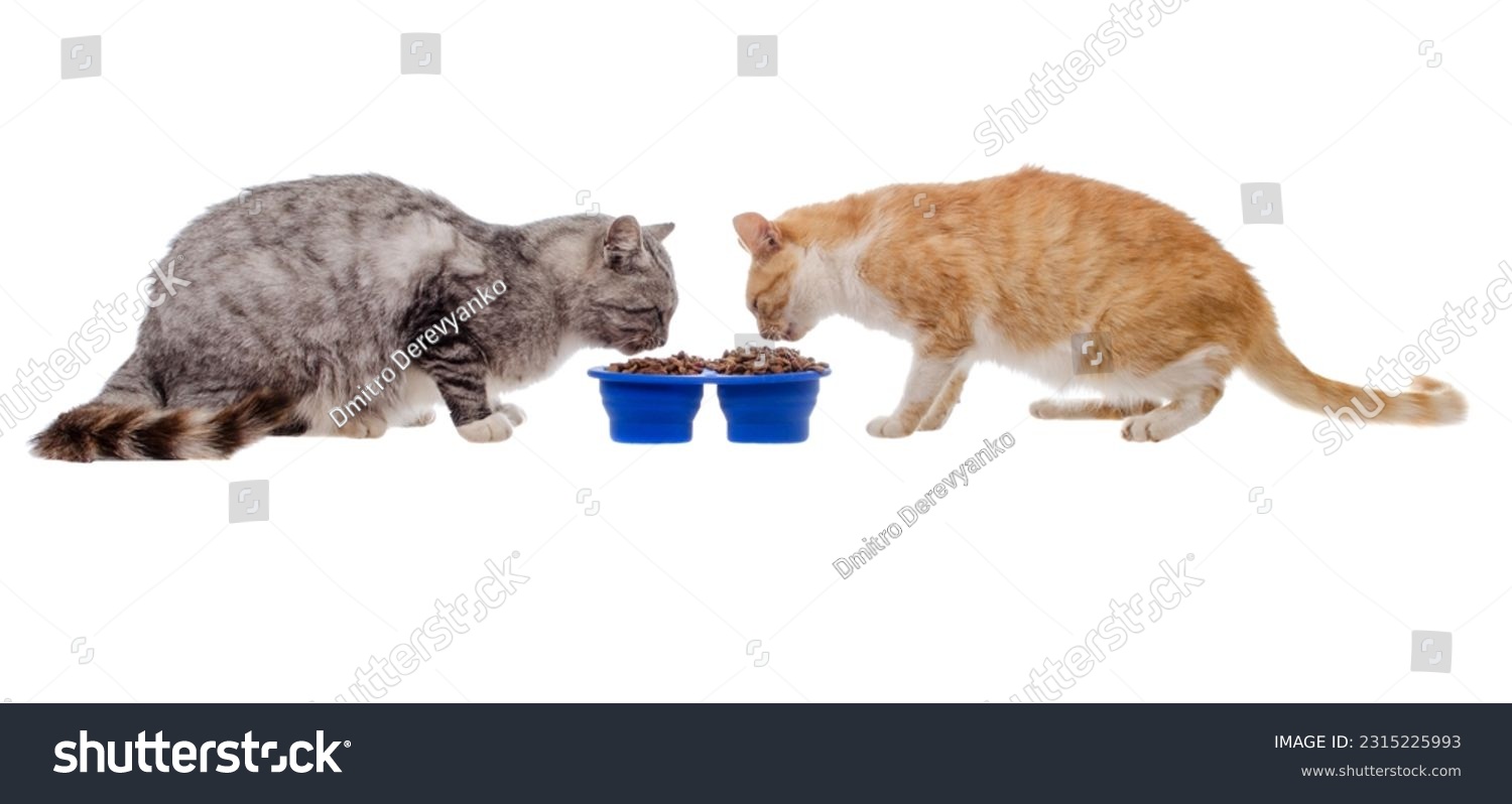 Gray and ginger cat eat dry food in a bowl on a white background #2315225993