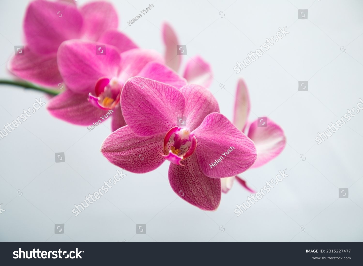 Flowering pink orchid phalaenopsis happy carol on a white background #2315227477