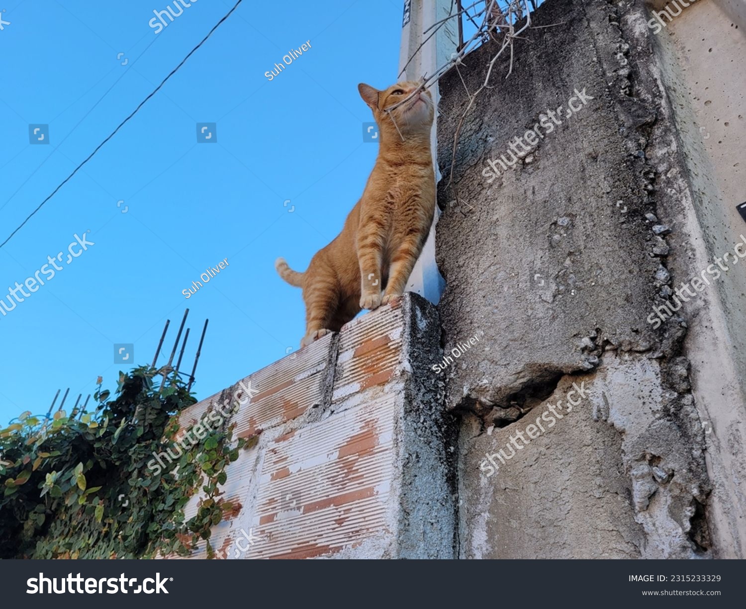 In this photo we see a yellow cat on top of the fence. #2315233329