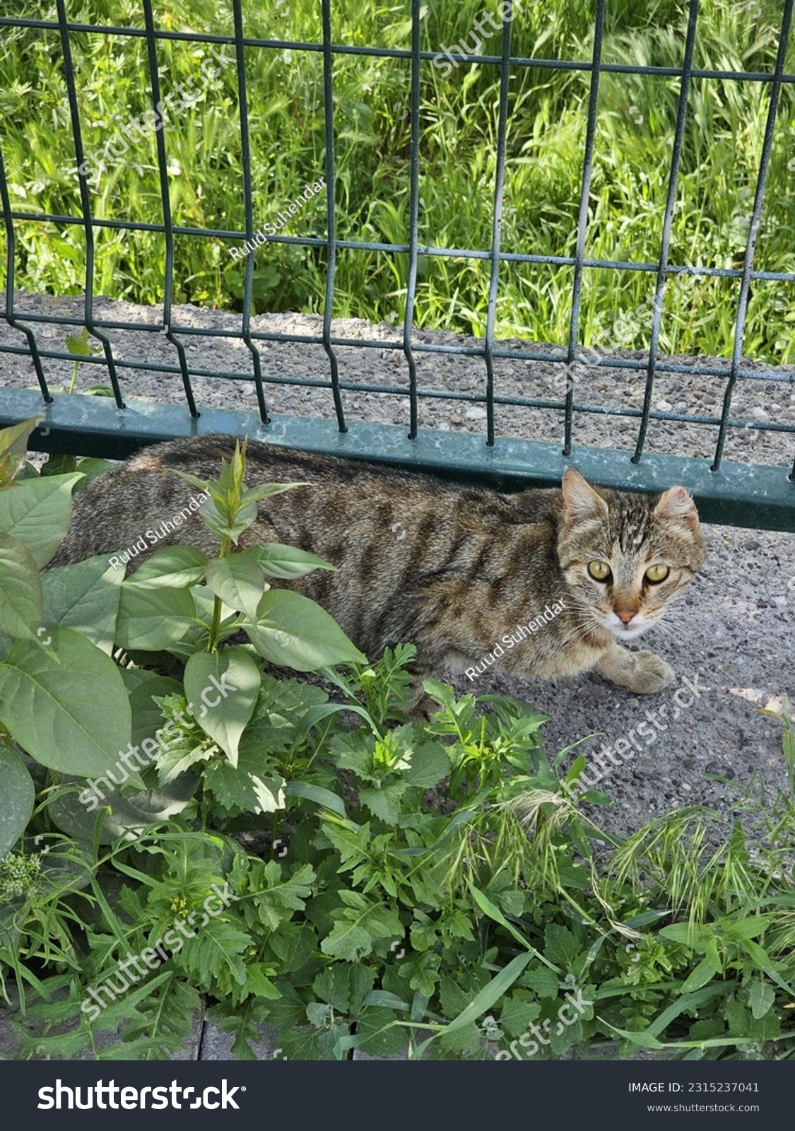 A grayish cat was near the fence of a yard, which was surrounded by weeds #2315237041