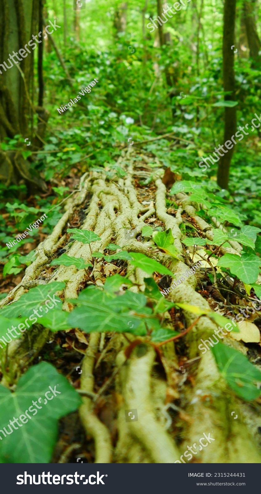 Trunk of trees or logs of wood, invaded by ivy of dead wood, lying down, uprooted, degraded after a storm, ecological problem, natural sadness, in the middle of far-sighted greenery #2315244431