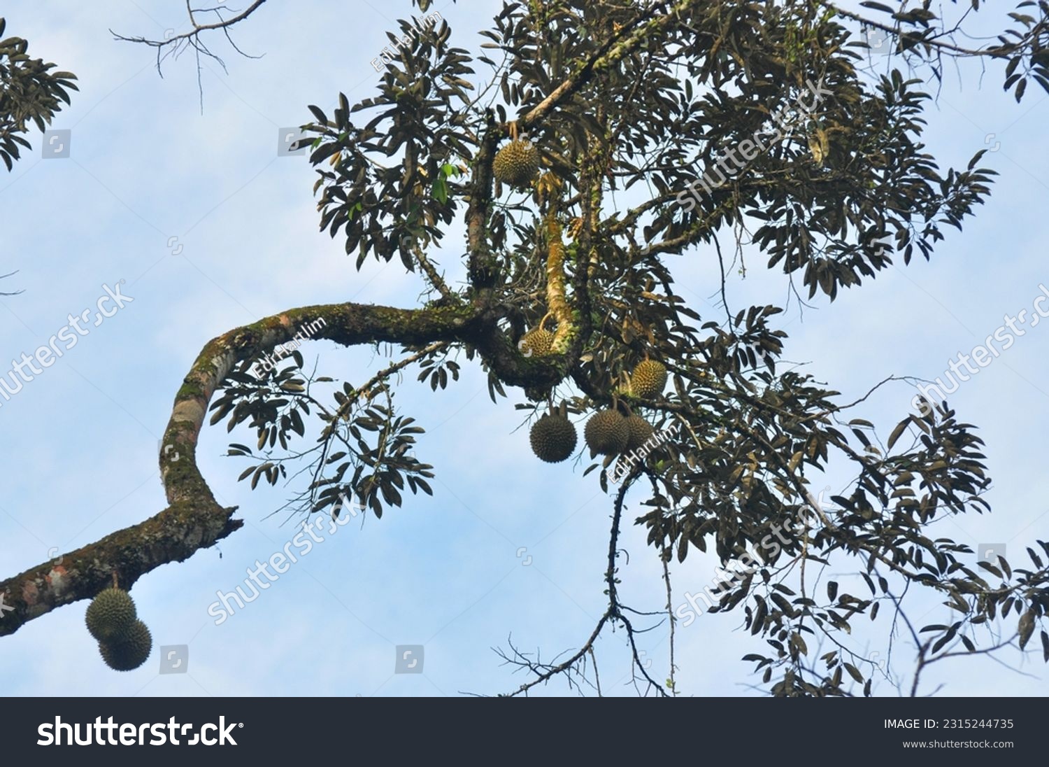 Low angle view of durians fruit on the tree  #2315244735
