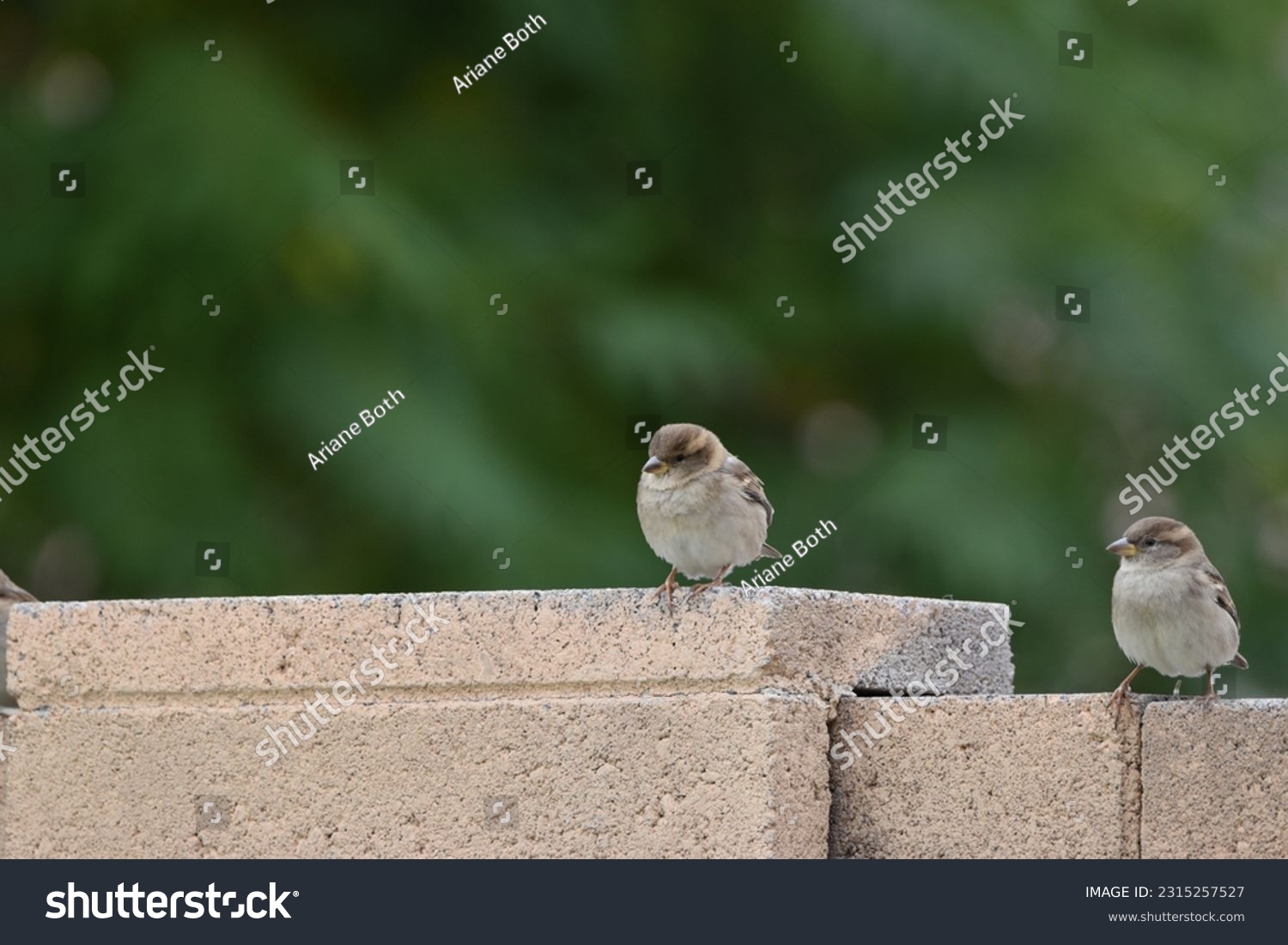 Small gray bird perched on a wall #2315257527
