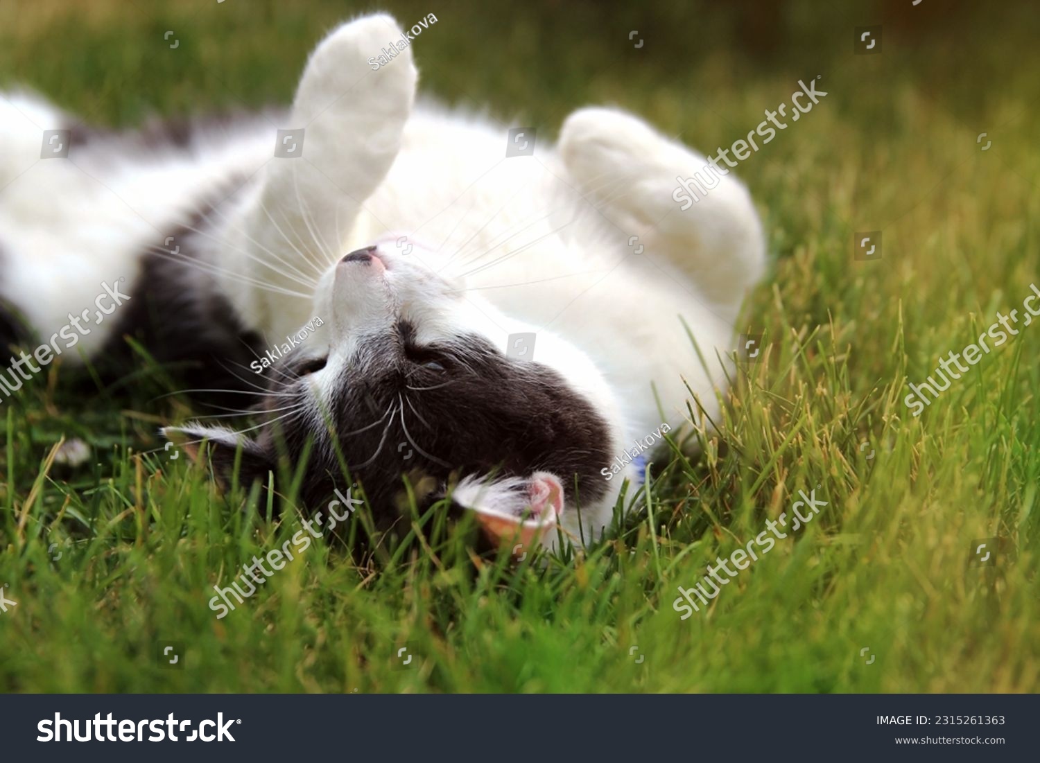 Cat laying on the grass outside in the backyard, garden. Cat is looking at the camera, resting. #2315261363