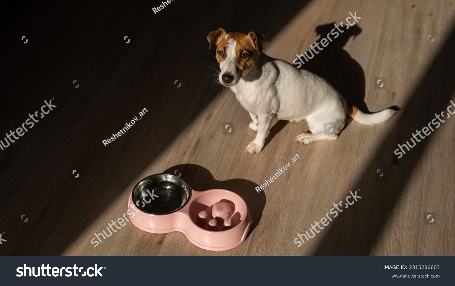 A double bowl for slow feeding and a bowl of water for the dog. Top view of a jack russell terrier dog near a pink plate with dry food on a wooden floor. #2315286603