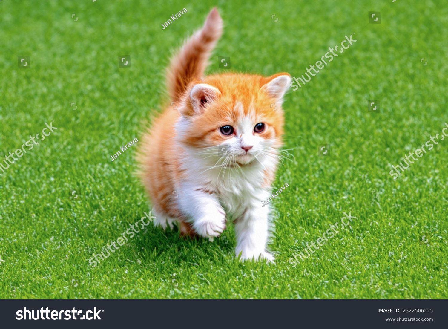 A small kitten on a green lawn. A small kitten is sitting on a green lawn. Copy space, side view #2322506225