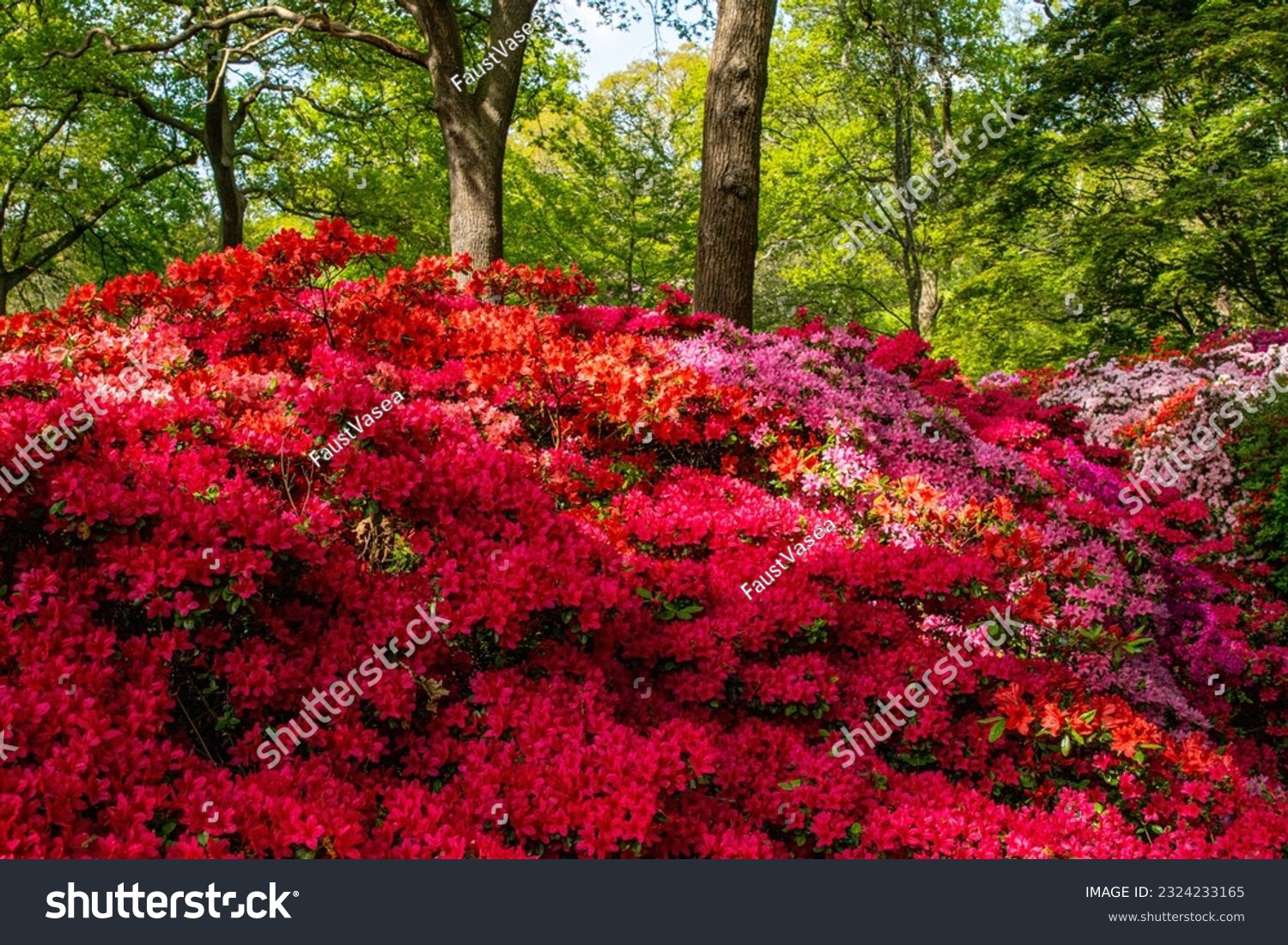Beautiful close up photo of flowers in park #2324233165