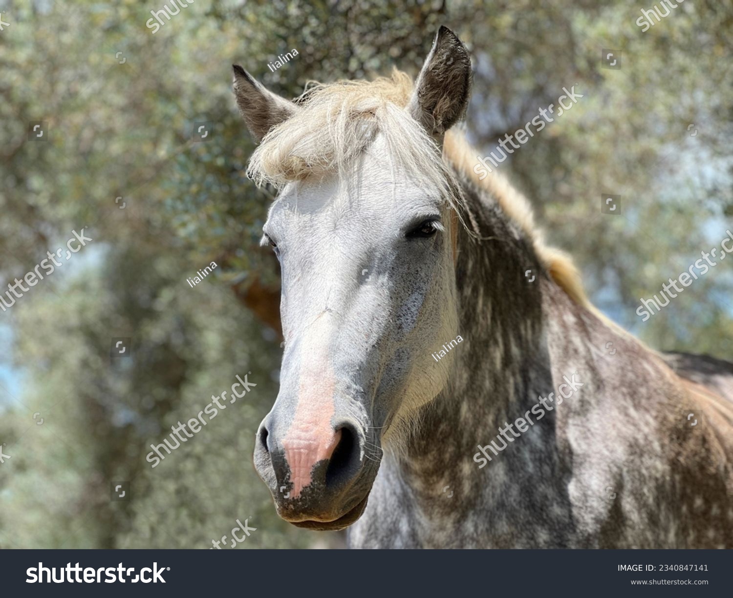 Horse pied dapple grey portrait. #2340847141