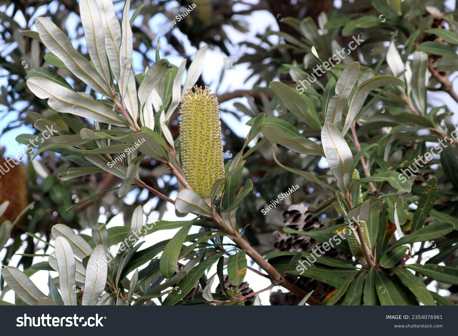 Inflorescence of Coastal banksia (Banksia integrifolia) on a tree. #2354076961