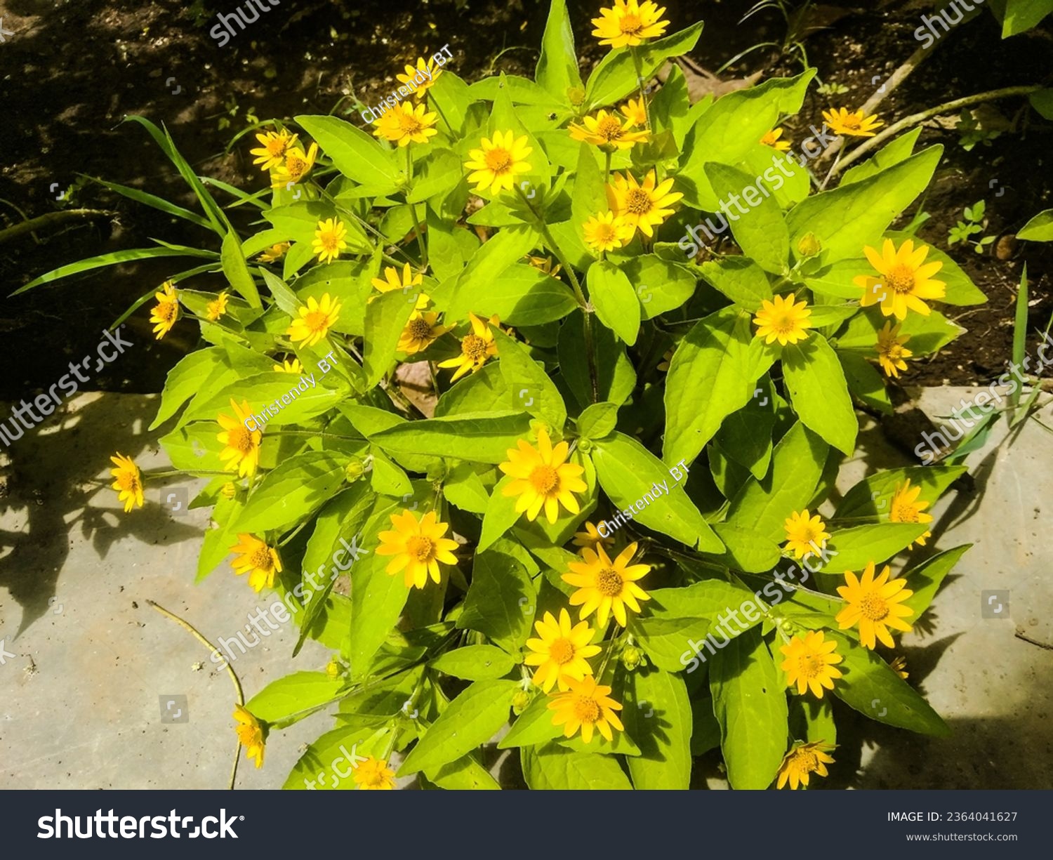 mini sunflowers. melampodium divaricatum. star daisy flower small. bunga matahari mini. seribu bintang #2364041627