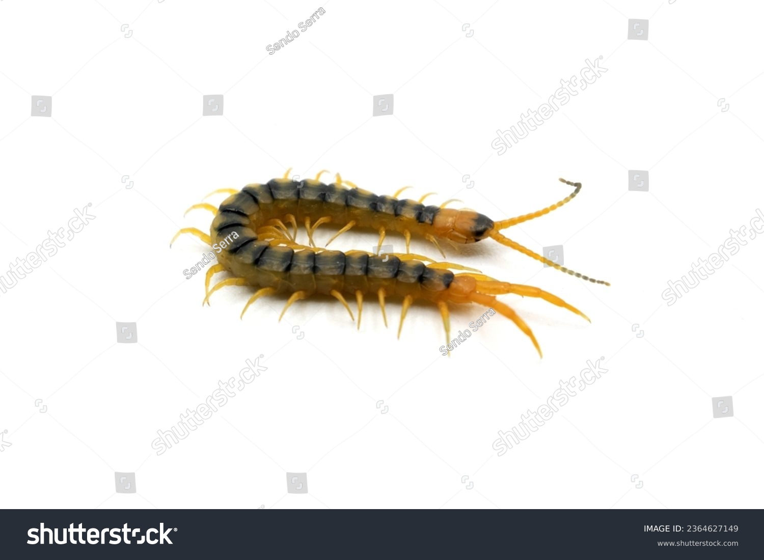 cenitipede, scolopendra isolated on white background #2364627149