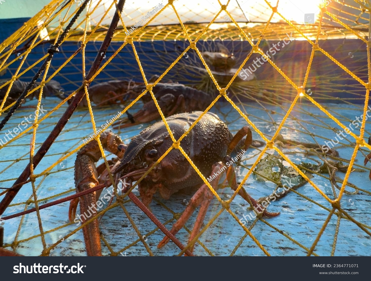 Crayfish in fisherman's traps on lake. Catching crayfish, crabs, lobster. Caught crayfish on river while fishing. Illegal crayfish traps found as poachers caught. Fishing rights on river.  #2364771071