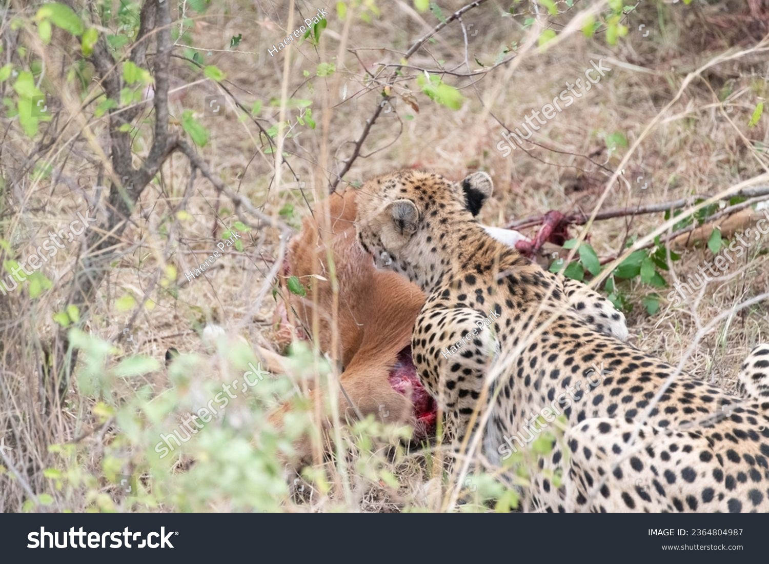 Cheetah having dinner at Masai Mara National Park #2364804987