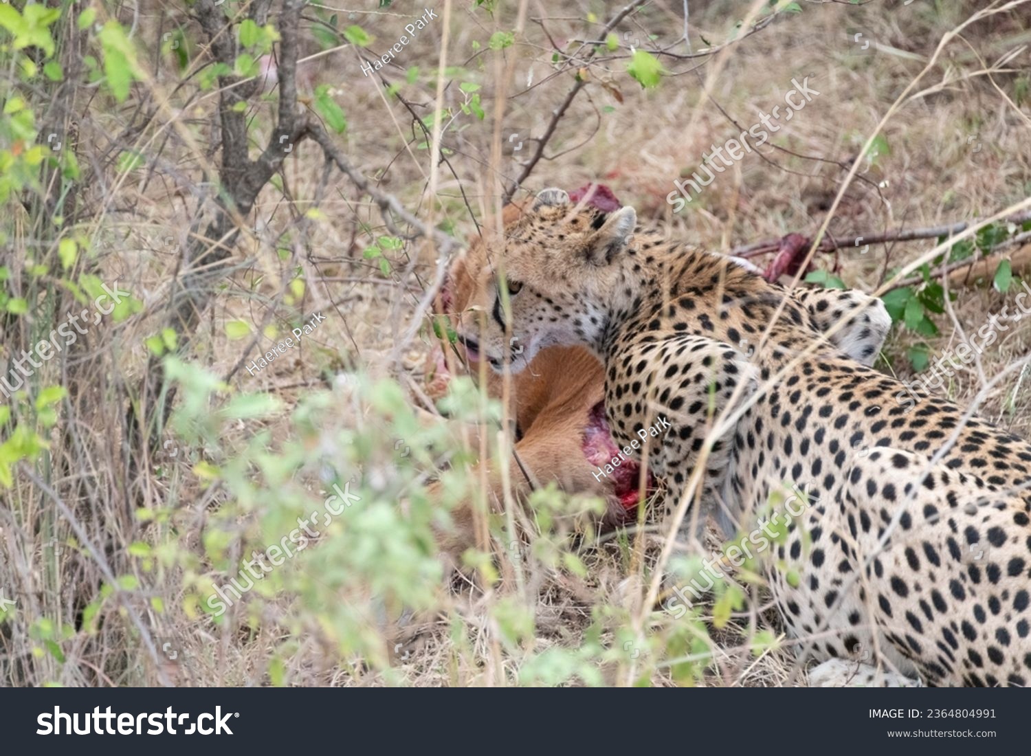 Cheetah having dinner at Masai Mara National Park #2364804991