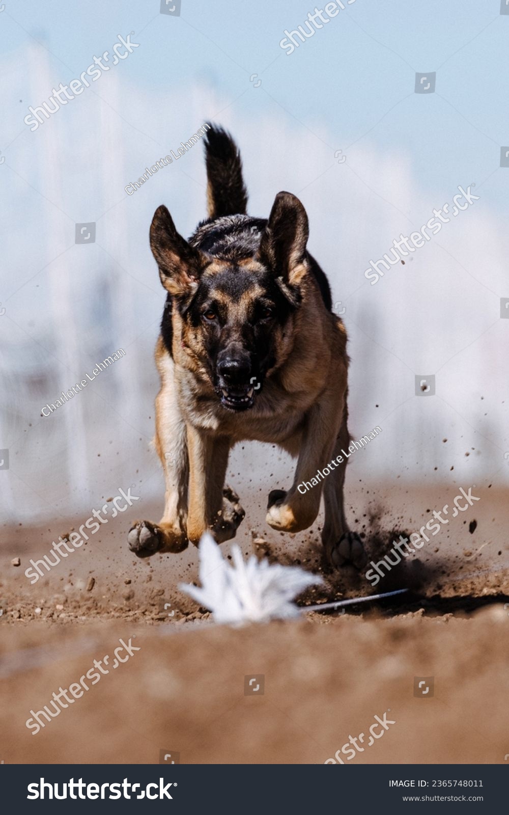 German Shepherd Dog chasing bag in FastCAT at a dog sports trial in Cheyenne Wyoming #2365748011