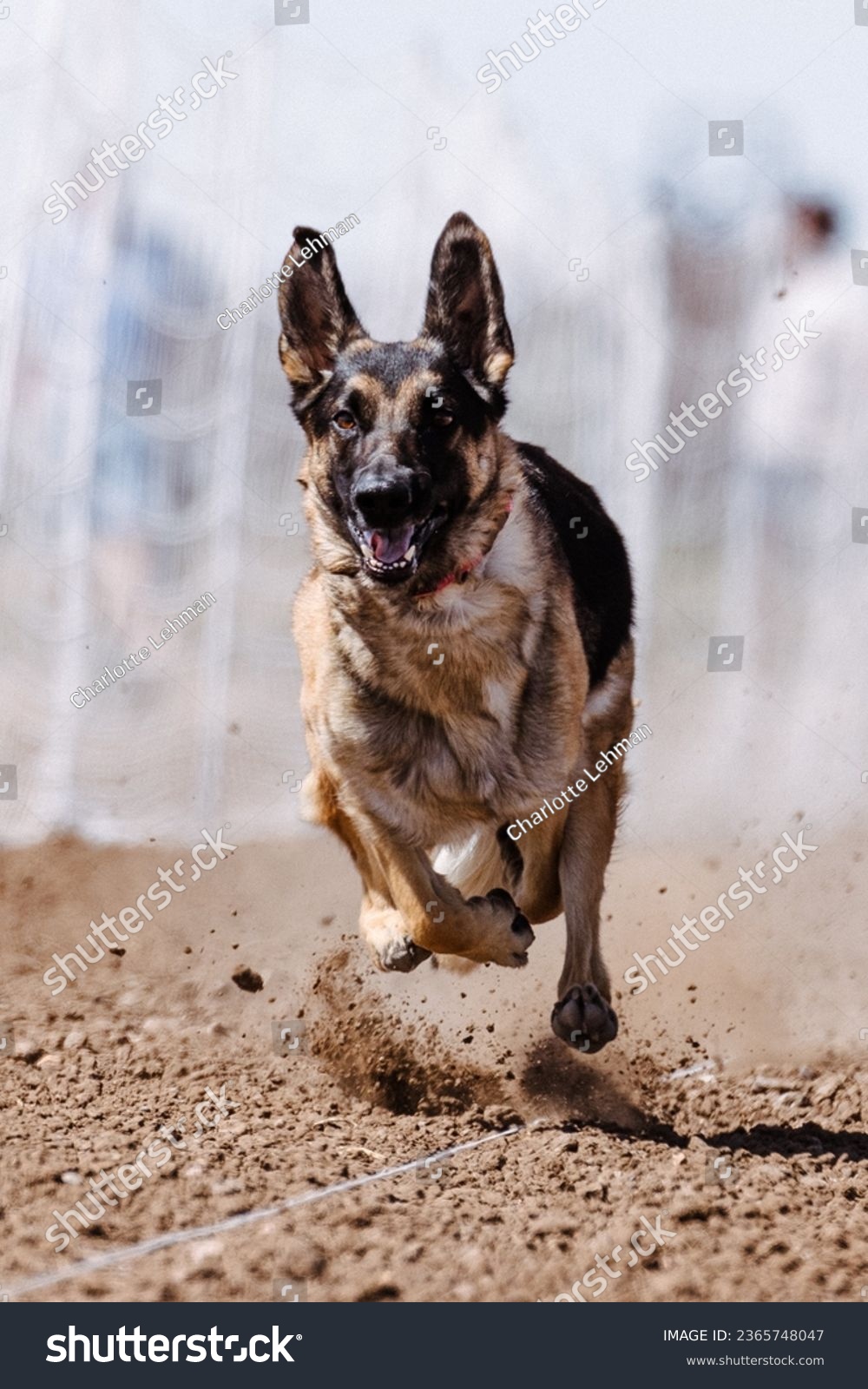 German Shepherd Dog chasing bag in FastCAT at a dog sports trial in Cheyenne Wyoming #2365748047