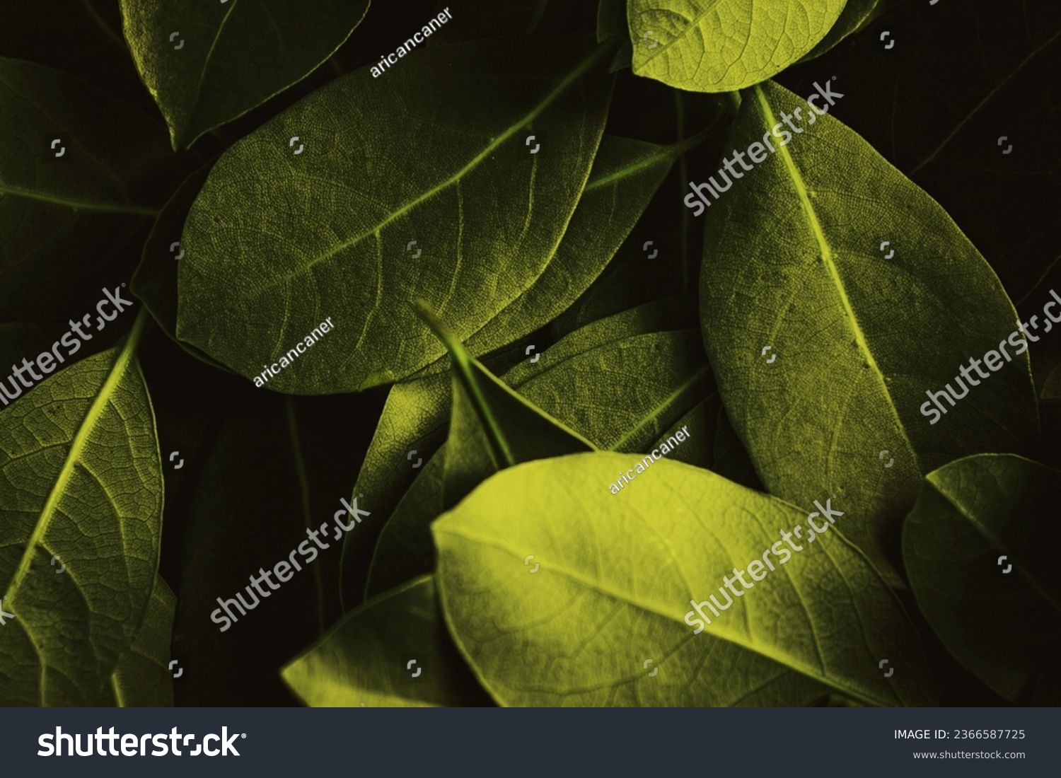 Close up of leaves. Daphne leaves background high angle view. Selective focus included. #2366587725