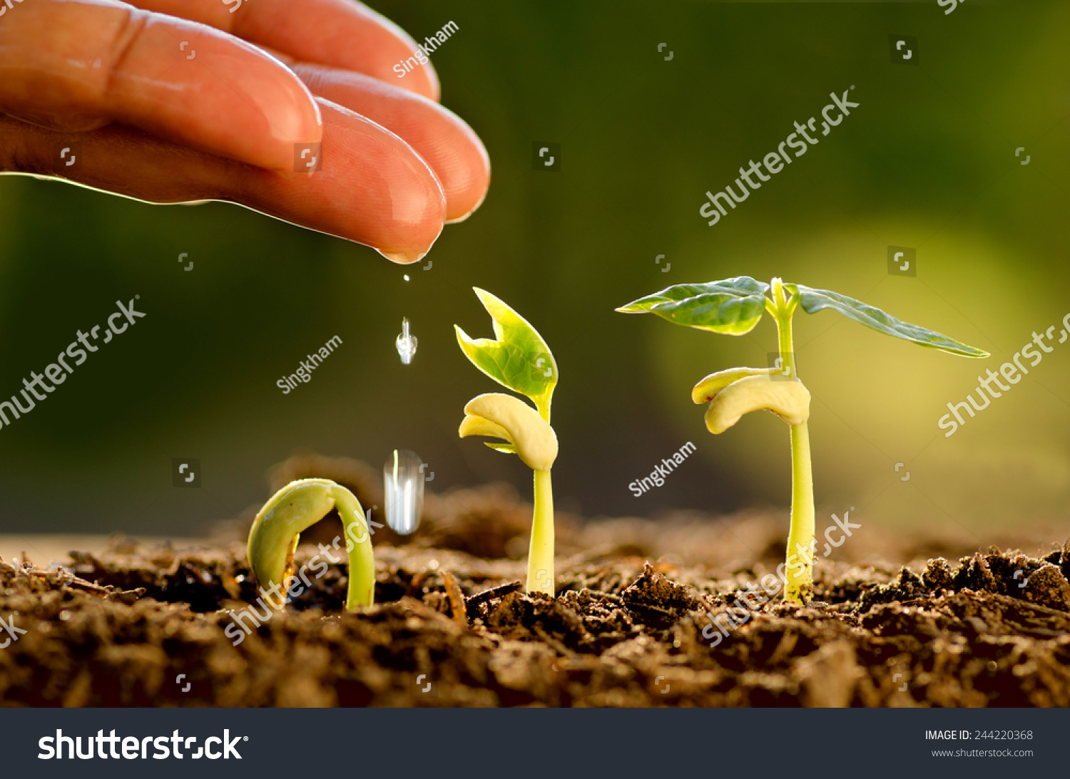 Agriculture and Seedling concept by Male hand watering young tree over green background #244220368