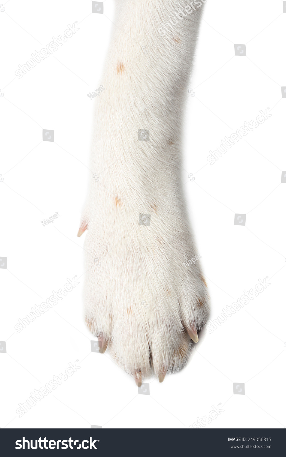 dog paw isolate on white background. #249056815