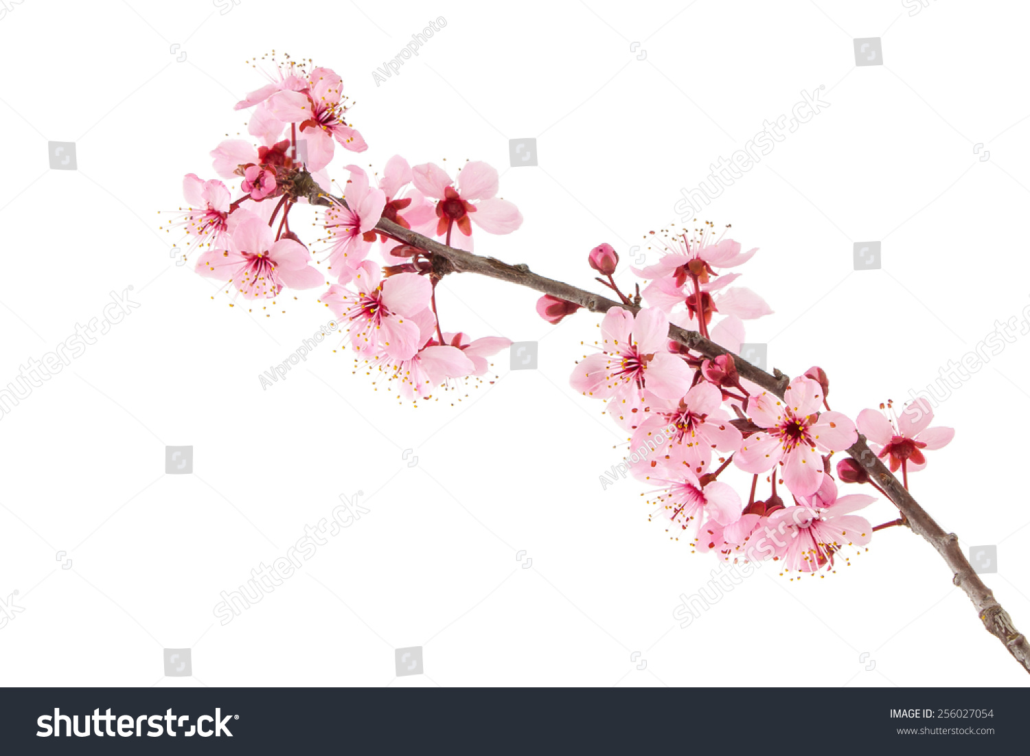 Sakura #256027054