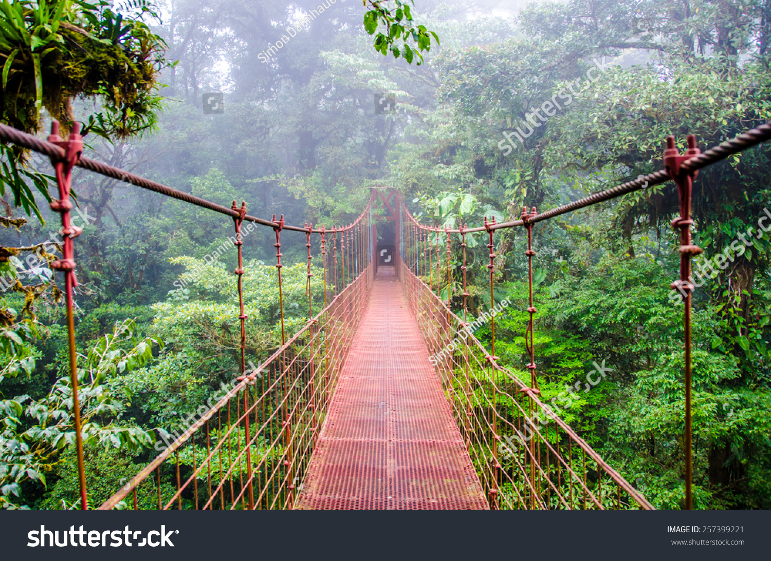 Bridge in Rainforest - Costa Rica - Monteverde #257399221