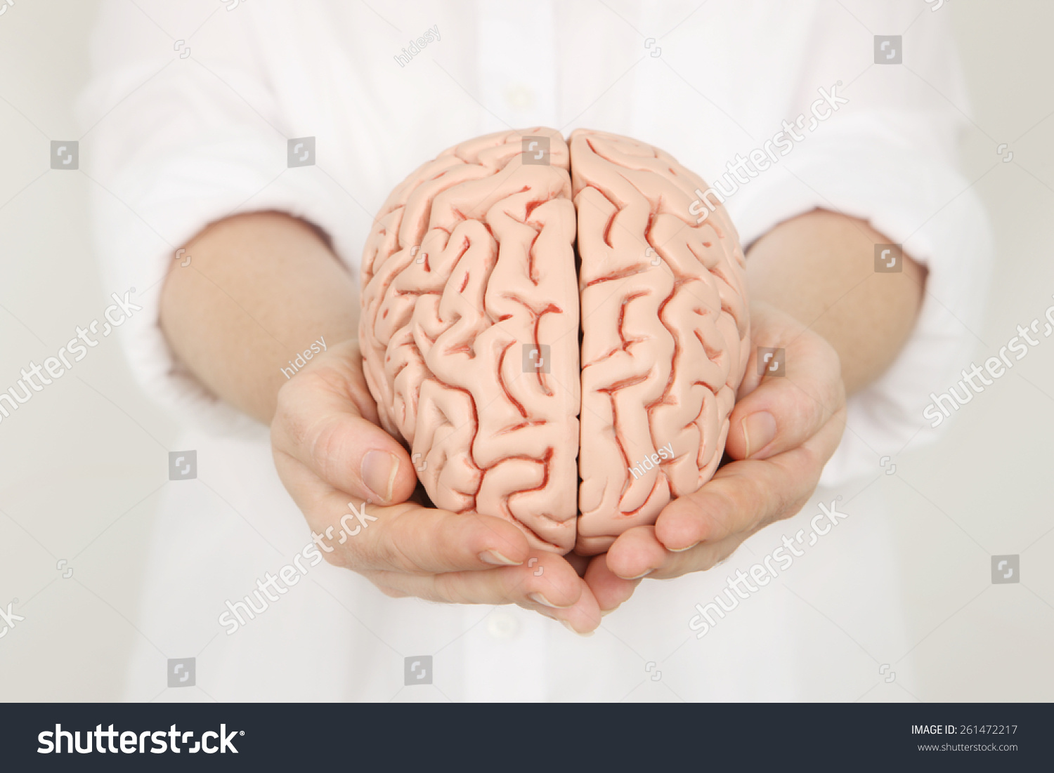 Brain Model in hands #261472217