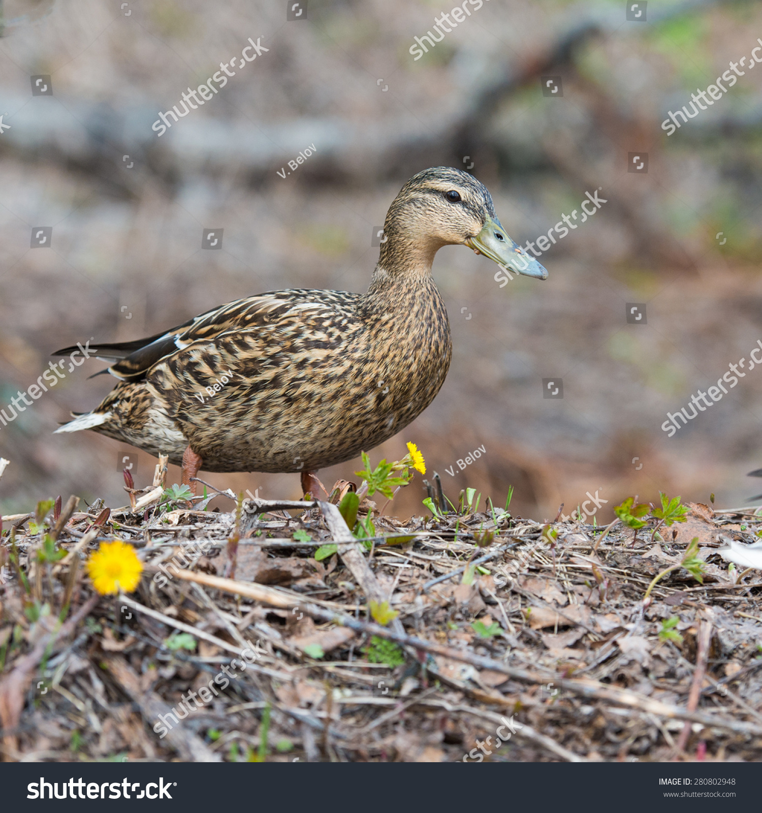 Female Duck in grass Mallard Ducks #280802948