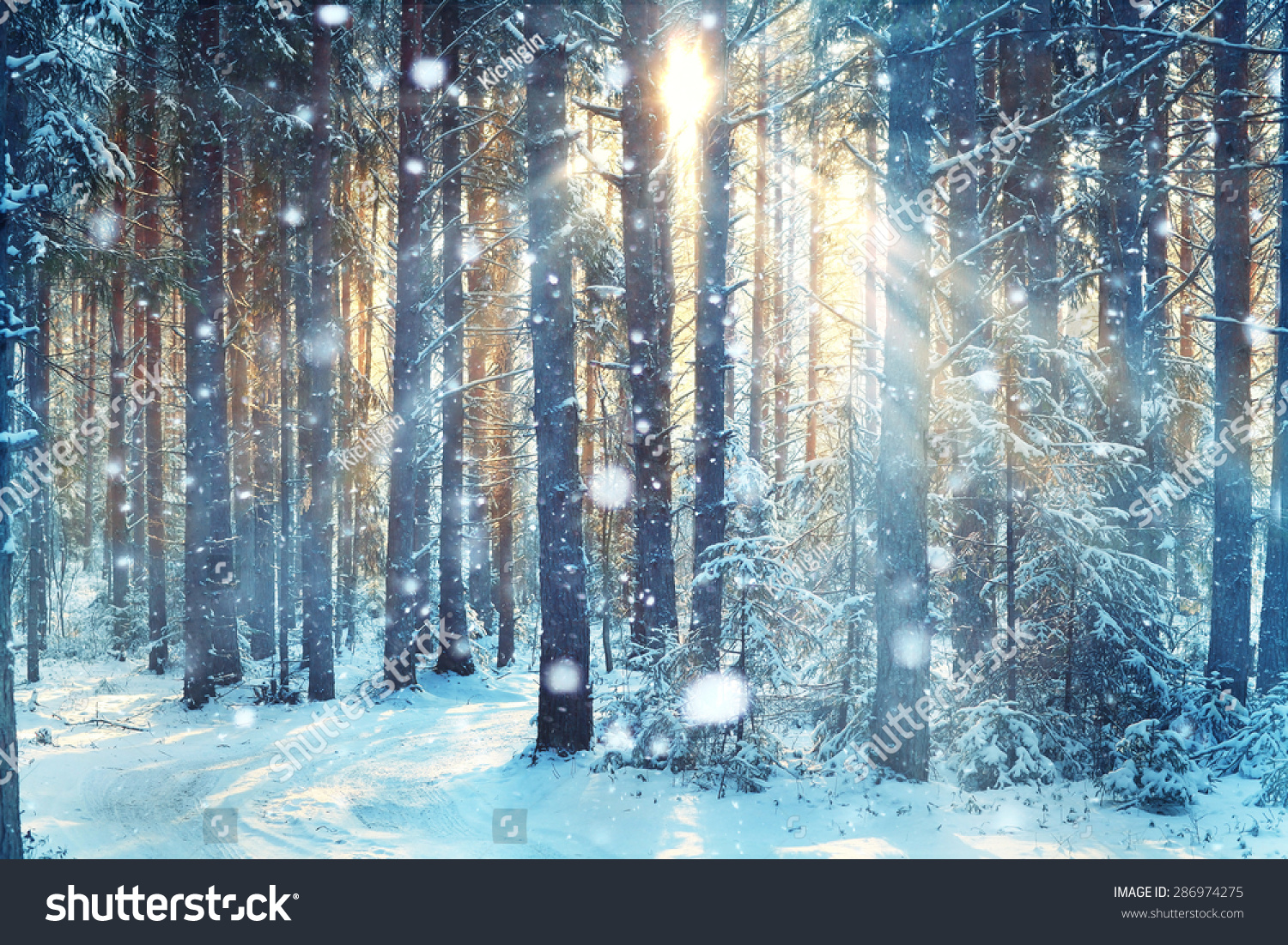 frosty winter landscape in snowy forest #286974275