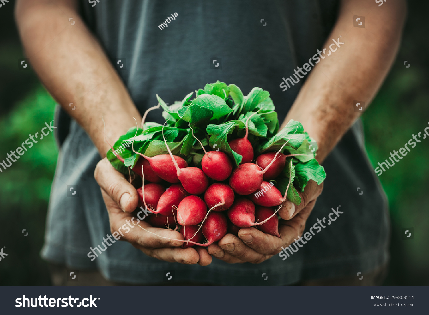 Organic vegetables. Farmers hands with freshly harvested vegetables. Horse radish #293803514