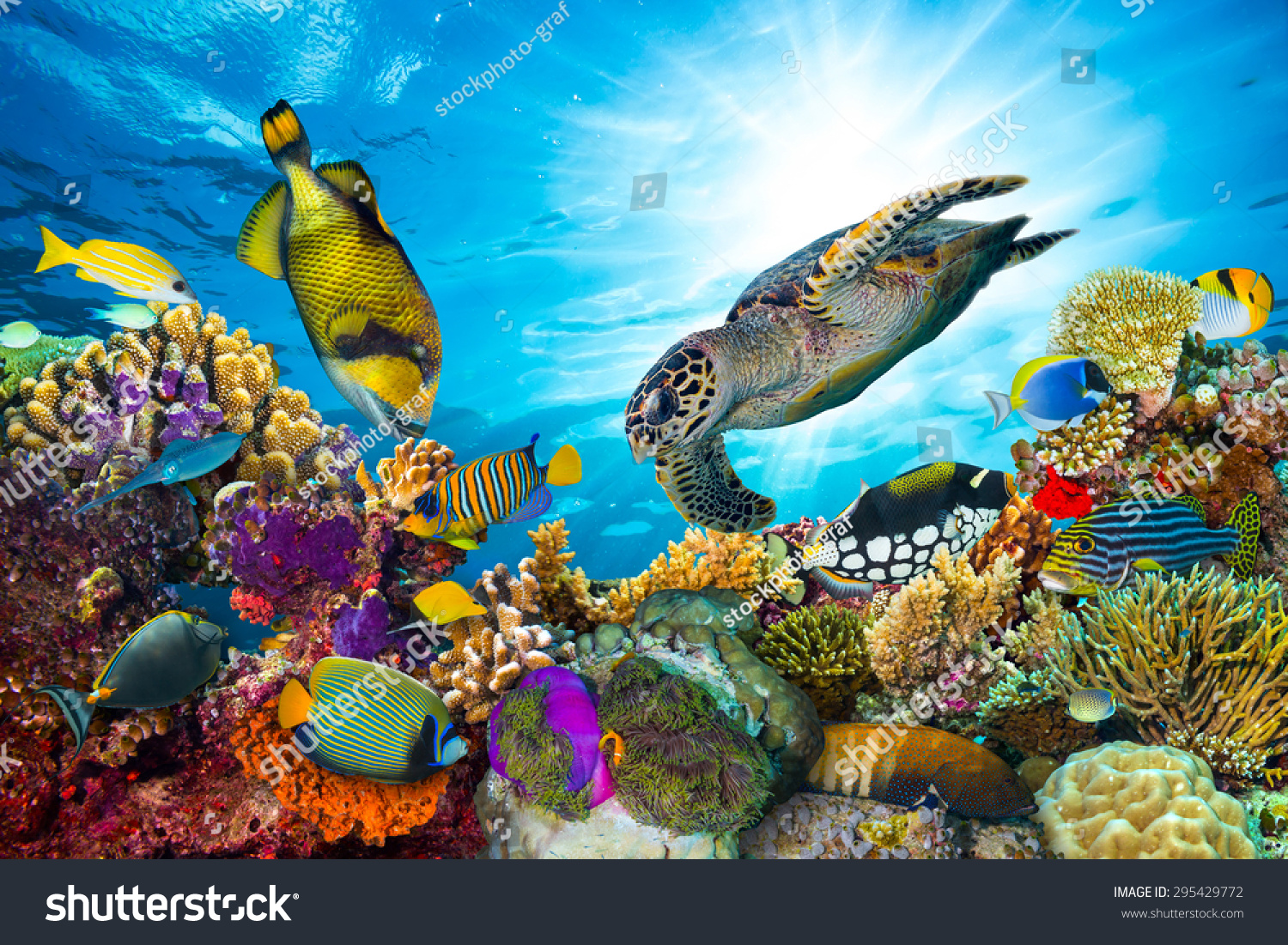 colorful coral reef with many fishes and sea turtle #295429772