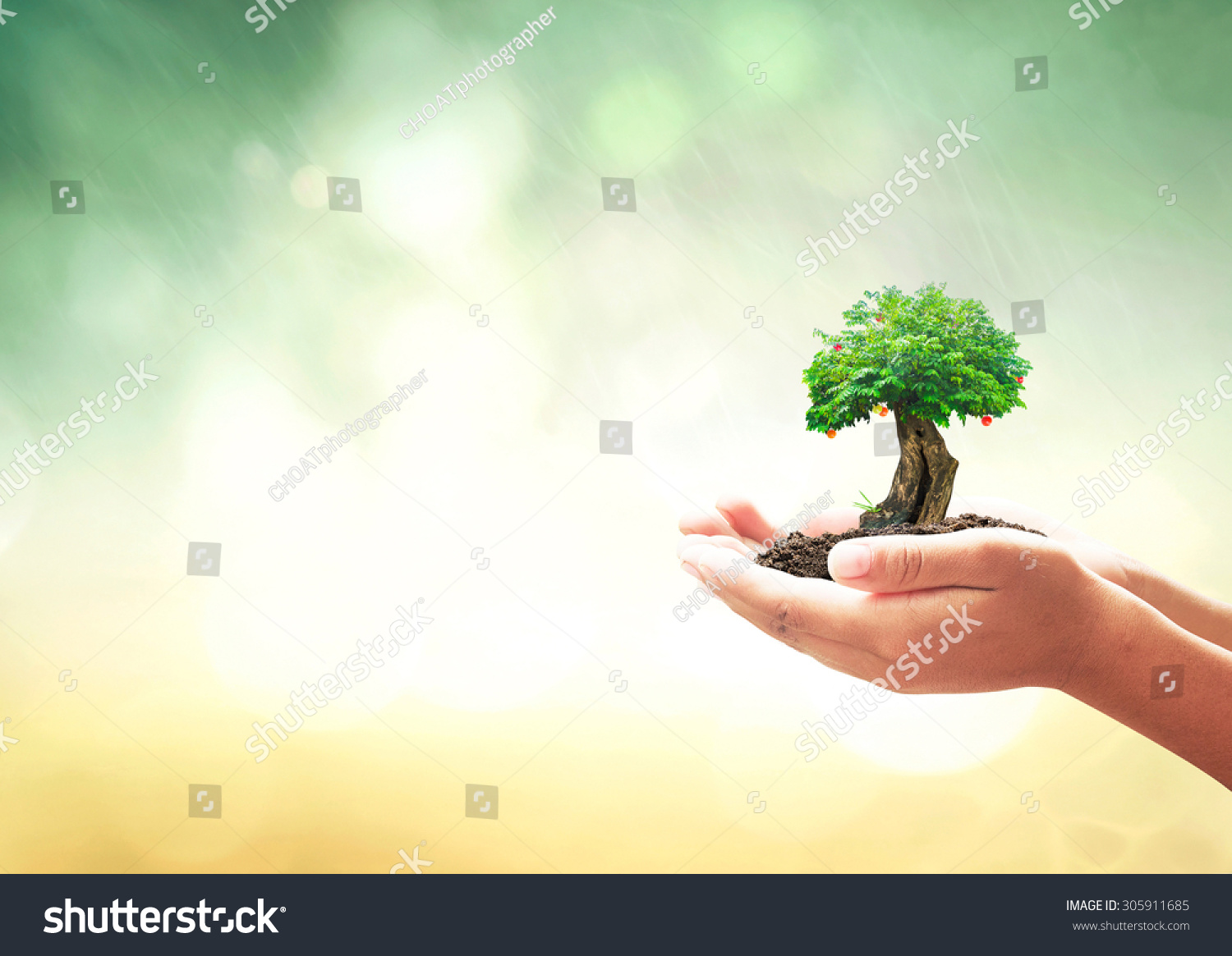 World food day concept: Human hands holding grow fruitful tree over blurred forests background #305911685