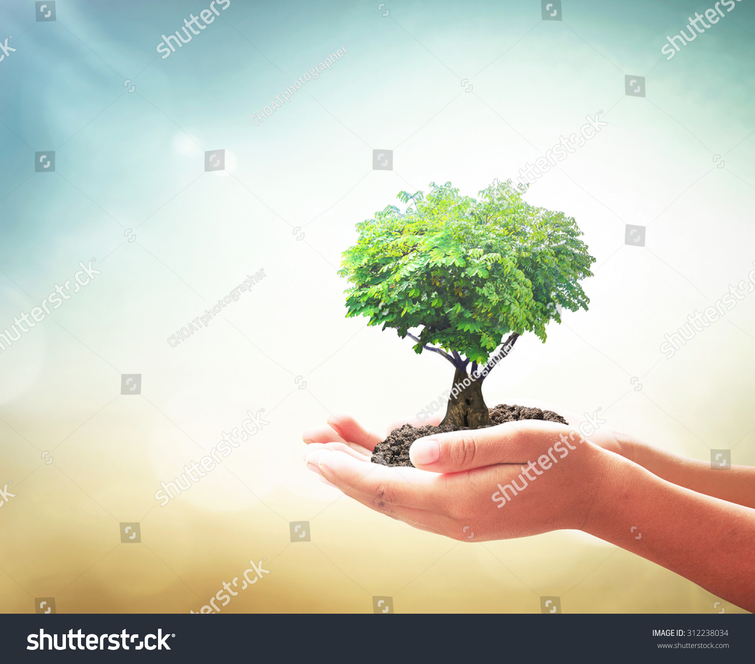 World environment day concept: Human hands holding fruitful tree in heart shape on blurred green nature sunset background #312238034