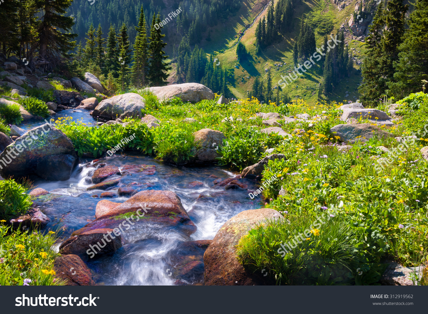 South Fork of Boulder Creek on a sunny summer day with yellow wildflowers in full bloom #312919562