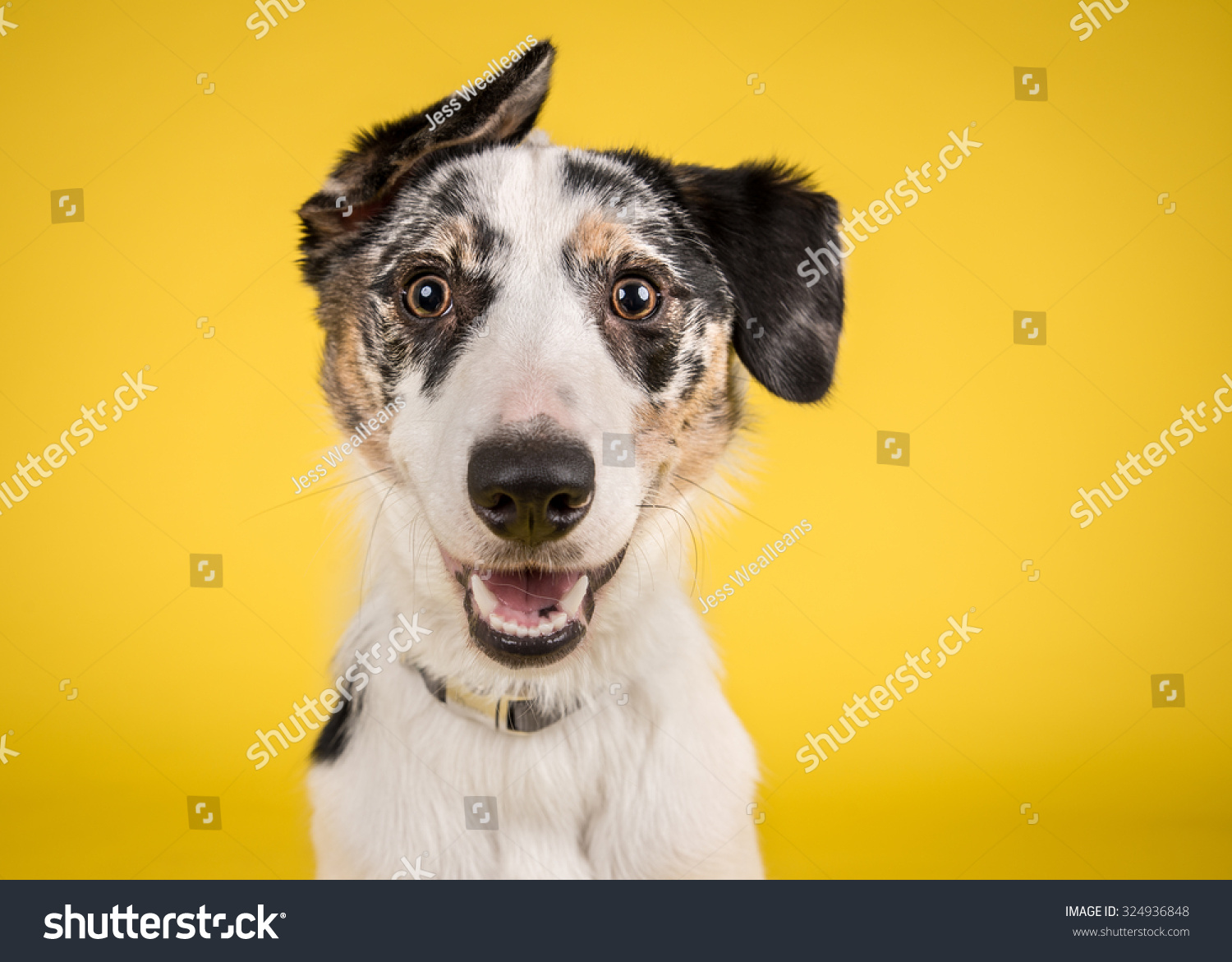 Cute, happy dog headshot smiling on a bright, vibrant yellow background #324936848