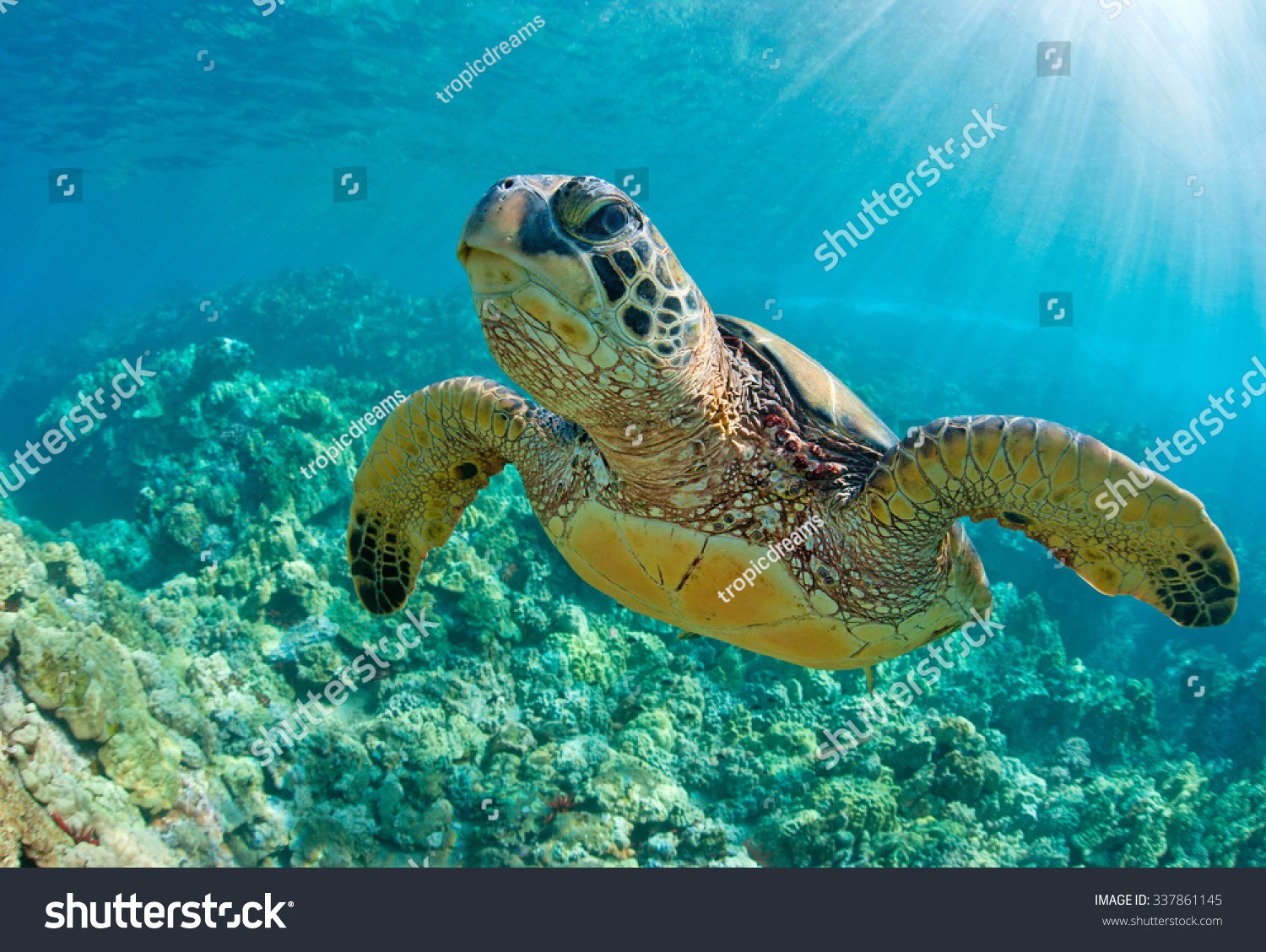 sea turtle close up over coral reef in hawaii #337861145