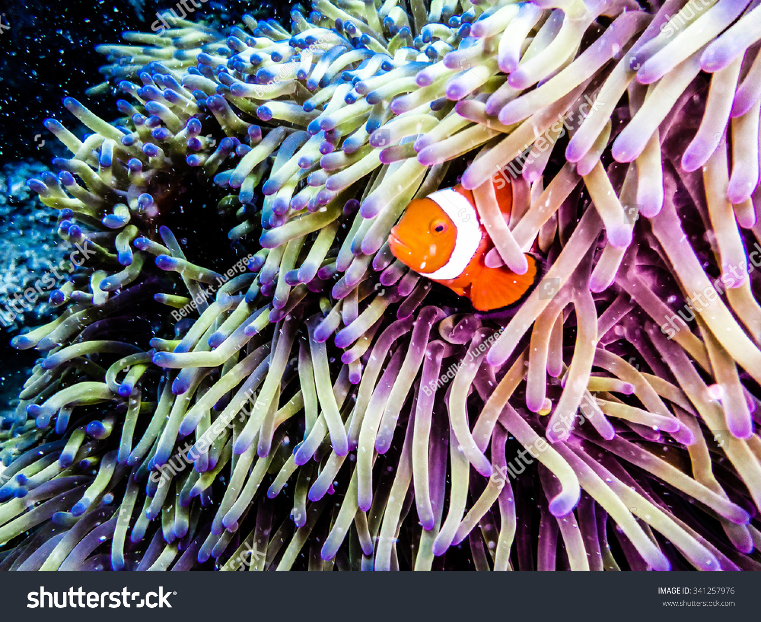Clownfish peaking out of an anemone. Taken while diving at the Great Barrier Reef, Queensland, Australia. #341257976