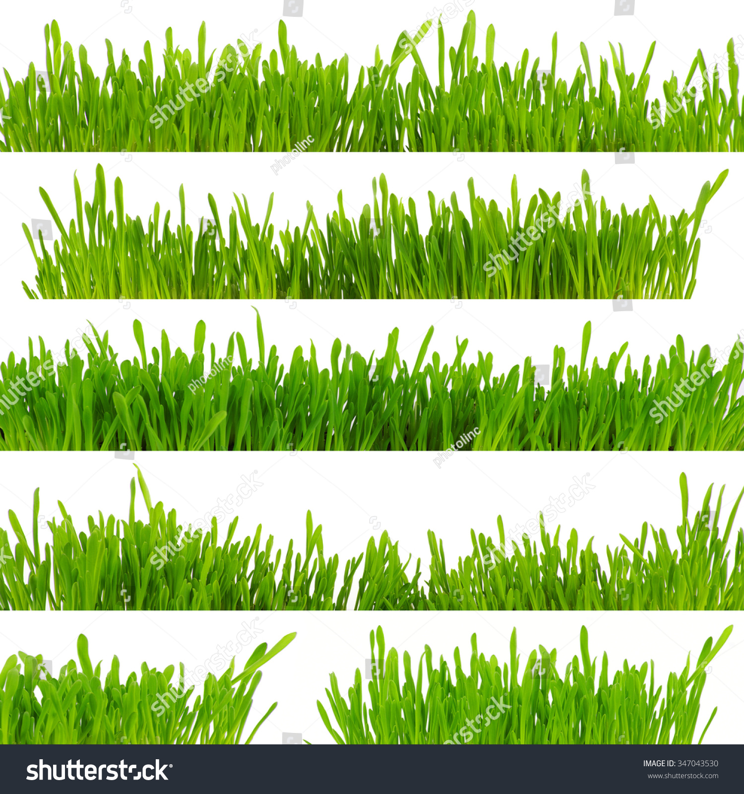 green grass isolated on white background #347043530