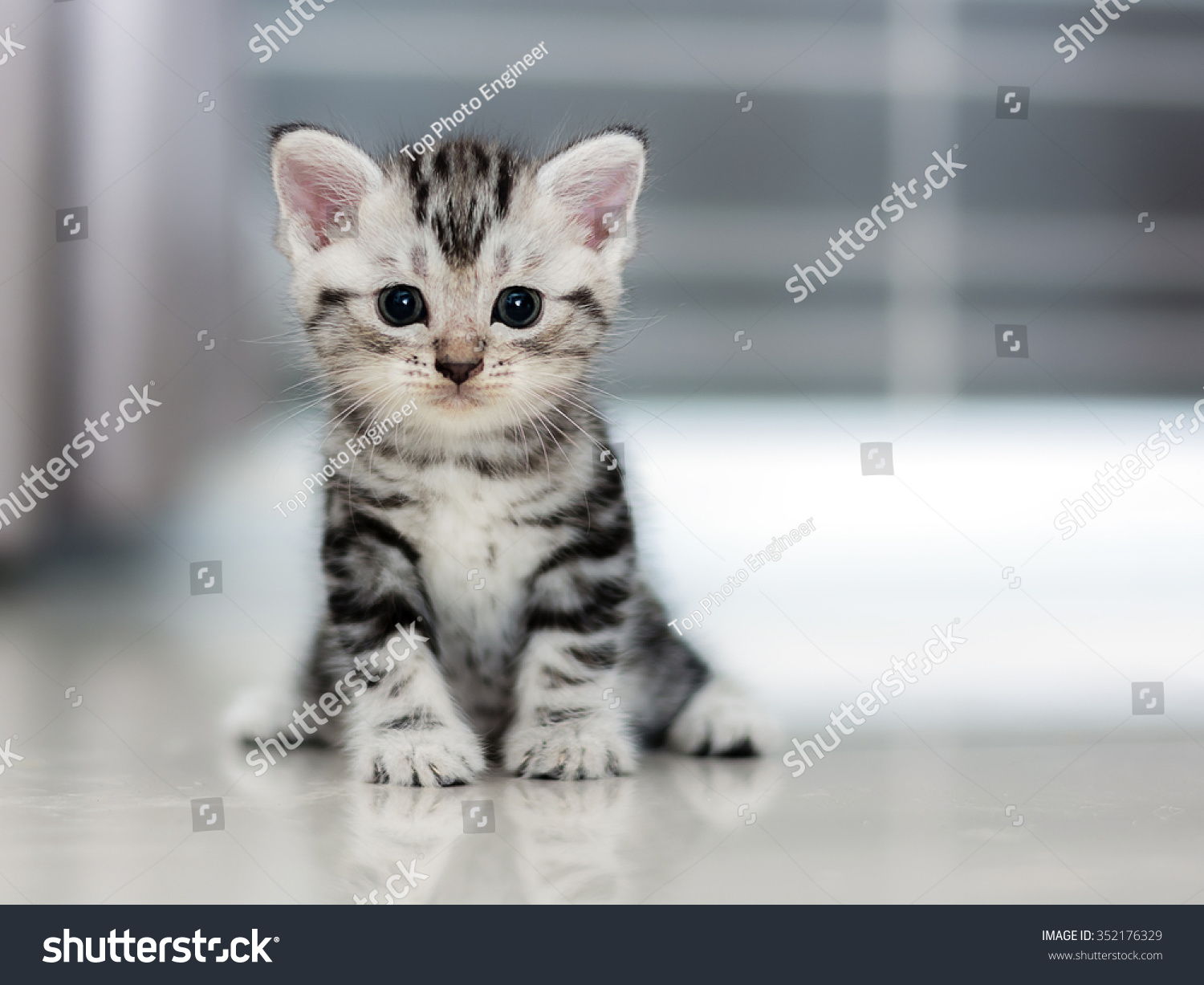 Cute American shorthair cat kitten #352176329