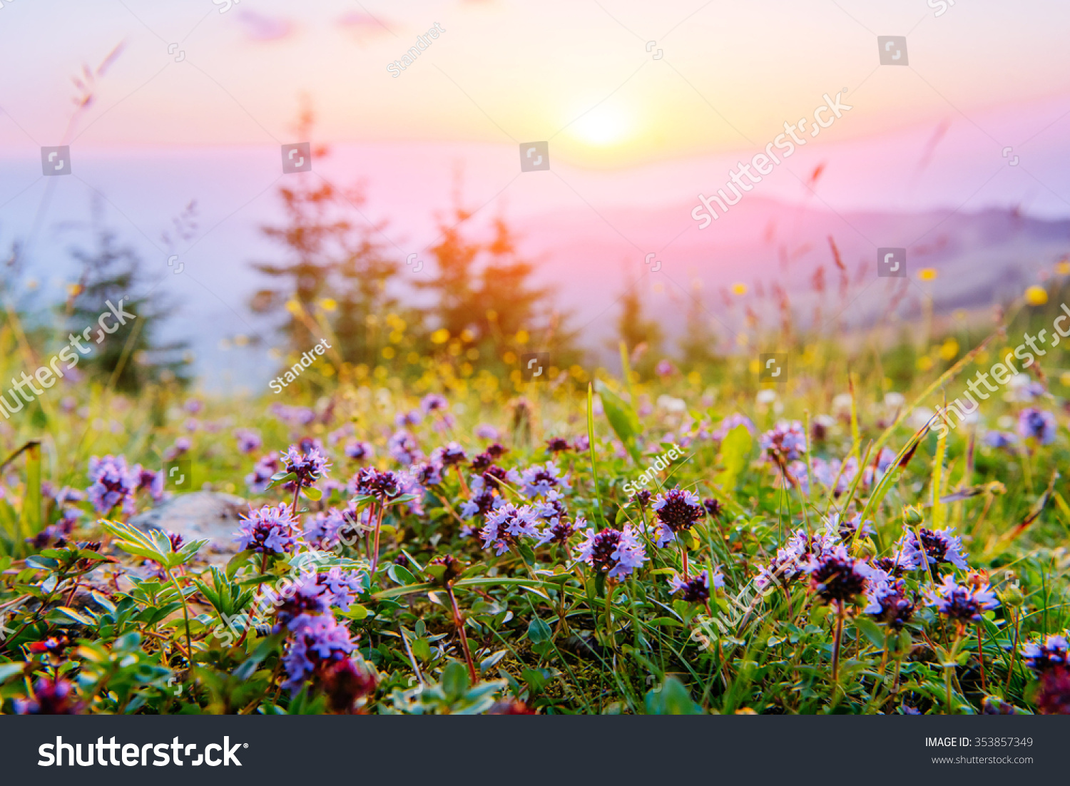 wildflowers in the mountains at sunset #353857349
