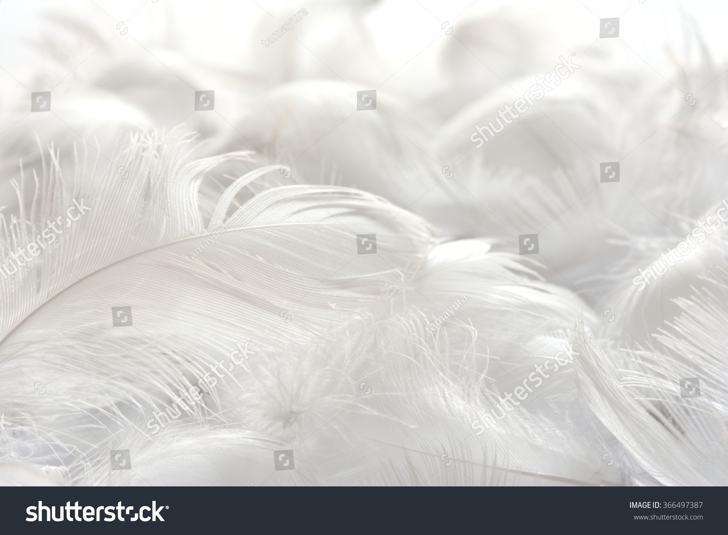 white feather background
 #366497387