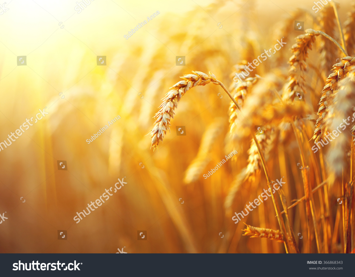 Pole pszenicy. Uszy złotej pszenicy z bliska. Piękny krajobraz Zachodu Przyrody. Krajobrazy wiejskie pod świecącym słońcem. Tło dojrzewających uszu pola pszenicy łąkowej. Koncepcja bogatego zbioru #366868343
