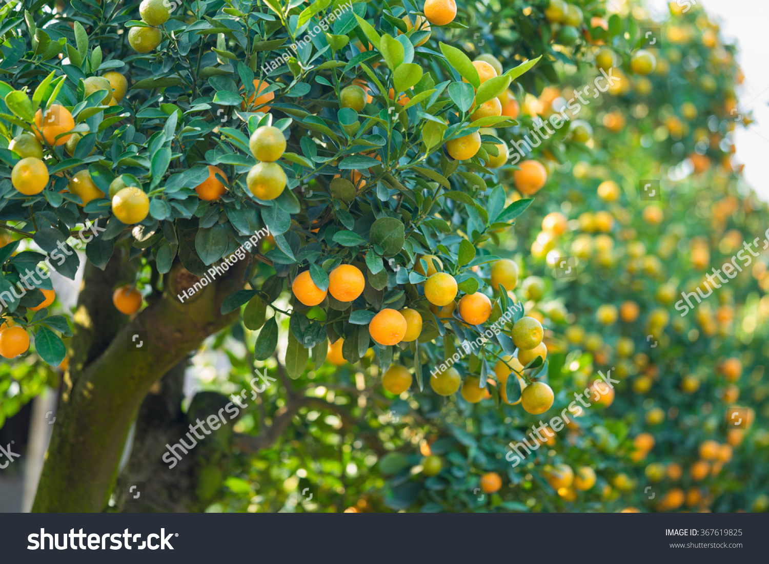 Kumquat tree under water sprays, the symbol of Vietnamese lunar new year. In nearly every household, crucial purchases for Tet include the peach "hoa dao" and kumquat plant #367619825
